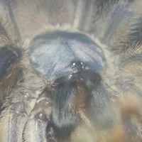 m.balfouri