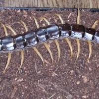 Scolopendra Subspinipes