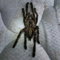 poecilotheria ornata