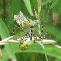 Banded argiope, Argiope trifasciata