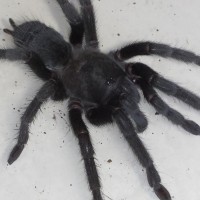 tarantula ID