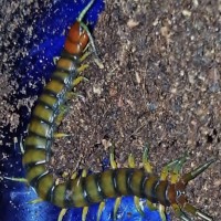 Scolopendra Alternans?