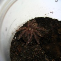 P.metalica  baby