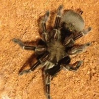 I'm at a total loss! mystery tarantula