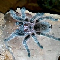 Ariel the rise hair Tarantula