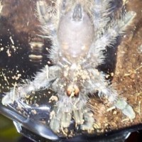 peocilotheria regalis sling