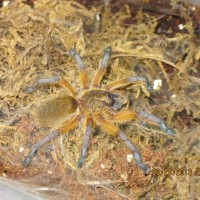 Harpactira pulchripes