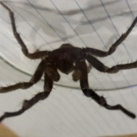 Any idea what this Santa Cruz Mountain Nor Cal Spider is?