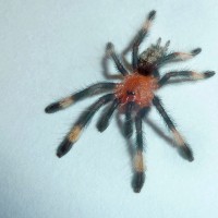 P. irminia Sling