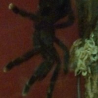 Shelob (Female A. Avic)