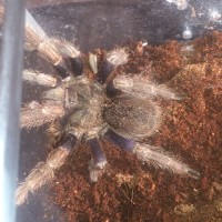 Euathlus sp. blue