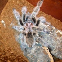 Grammostola 'north'