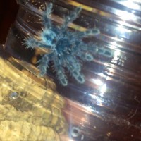 Avicularia versicolor