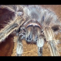 Grammostola 'north'