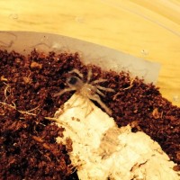 Brachypelma smithi