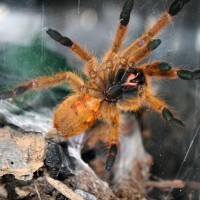 P. murinus ls 7cm, same spider, second pic