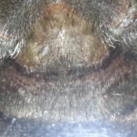 Brachypelma emilia