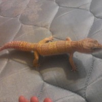 My Leopard Gecko