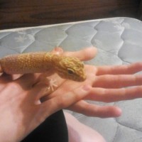 My Leopard Gecko