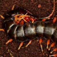 Scolopendra galapagoensis