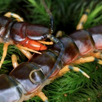 Scolopendra viridicornis nigra