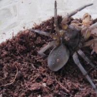 Burrowing Wolf Spider