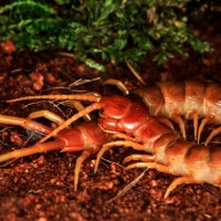 scolopendra sp "robusta"