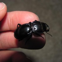 Warrior Beetle (Pasimachus Californicus)