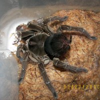 freshly molted female