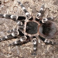 giantwhitekneetarantula