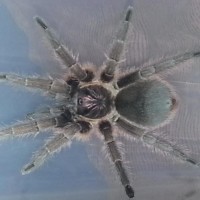 phormictopus cancerides