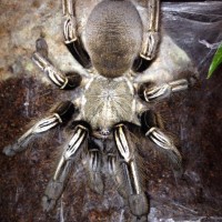 Ephebopus murinus