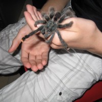 camron holding spider