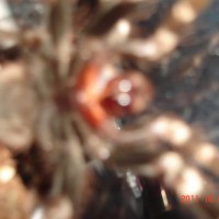 spider pics 005