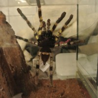 P. Regalis?