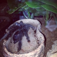 Precious girl drinking from her bowl for the first time :-)