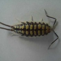 Porcellio haasi