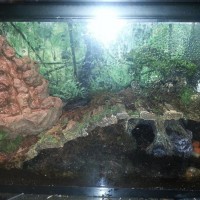 Asian Forest tank