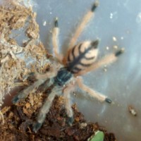 Tapinauchenius gigas sling