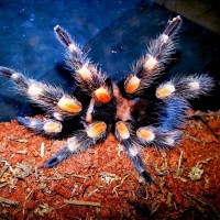 Female Brachypelma smithi