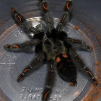 P irminia update