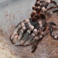 A. Genic molting