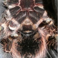 Acanthoscurria geniculata