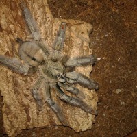 P.cambridgei