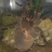 G. pulchripes, M or F?