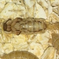 Mealworm pupae transforming