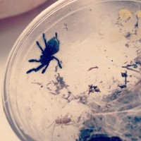 Avicularia Versicolor sling