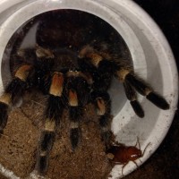 B. Smithi and friend
