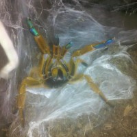 MY  TARANTULA'S