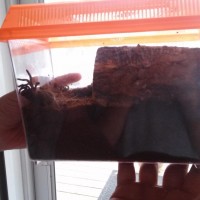 Grammostola Pulchra